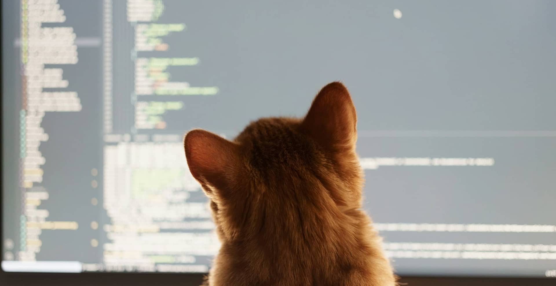 Chat devant un écran de programmation, métaphore de la simplicité et de l’expérience utilisateur optimale du site.
